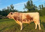 PBR 3 y Irish Moiled Bull