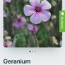 Geranium Maderense Image 2