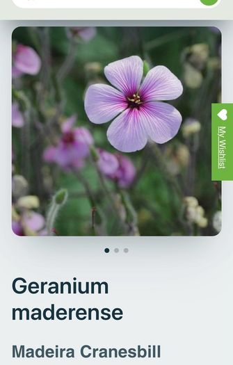 Geranium Maderense