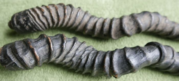 Antique Black Buck Horns 1800's Rare Horns Length 22"