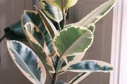 Tall Variegated Rubber Tree (Ficus Elastica 'Tineke')