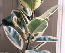Tall Variegated Rubber Tree (Ficus Elastica 'Tineke')