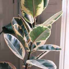 Tall Variegated Rubber Tree (Ficus Elastica 'Tineke')