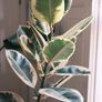 Large Houseplant Collection: 4 Monsteras, Rubber Tree & Giant Bird of Paradise Image 8