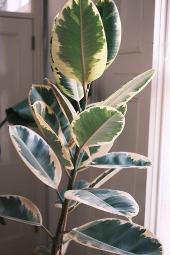 Large Houseplant Collection: 4 Monsteras, Rubber Tree & Giant Bird of Paradise