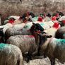 30 super Suffolk ewe lambs Image 8