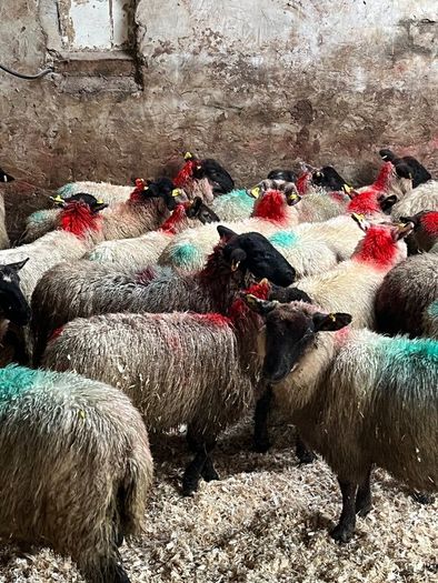30 super Suffolk ewe lambs