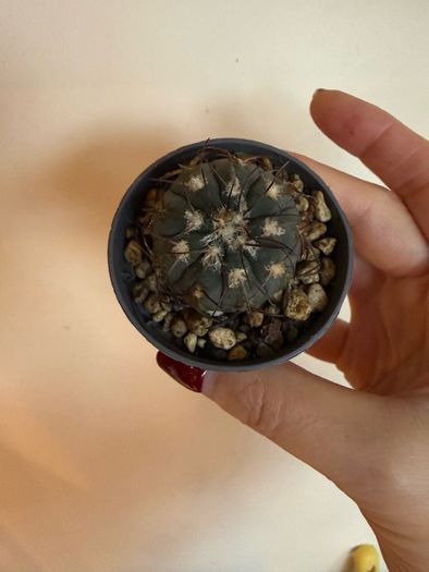 Gymnocalycium Spegazzinii cactus