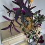 3 Tradescantias in one pot. Trailing house plants. Image 4
