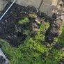 top soil Image 2