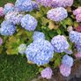 plant Image 2