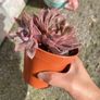 plant Image 2