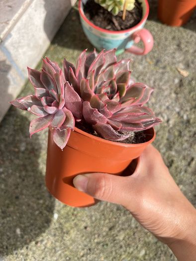 plant