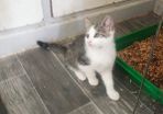 Female kitten