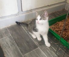 Female kitten