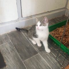 Female kitten