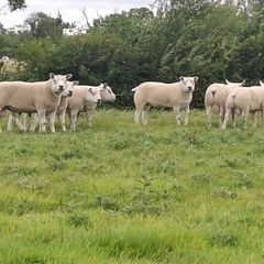 Pedigree Texel Rams