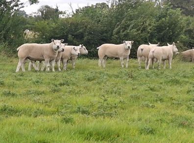 Pedigree Texel Rams