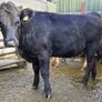 InCalf 4 & 5 Star Stabiliser X Heifers Image 10