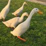 Runner Ducks Image 5