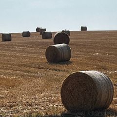 Straw