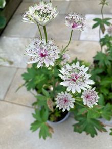 Astrantia Perennial Plants