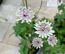 Astrantia Perennial Plants
