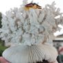 Natural 100% Real White Coral Reef Seashell Aquarium Decor Coral Decoration 7" x 8" Image 7