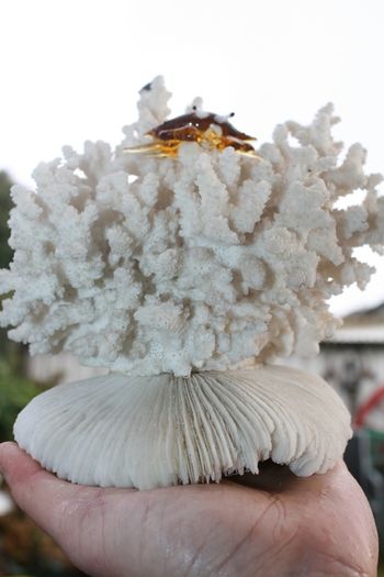 Natural 100% Real White Coral Reef Seashell Aquarium Decor Coral Decoration 7" x 8"