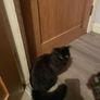 cat Image 3