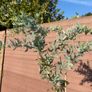Acacia Baileyana (Cootamundra Wattle / Golden Mimosa) Image 2