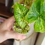 Syngonium Confetti Tricolor plant Image 2