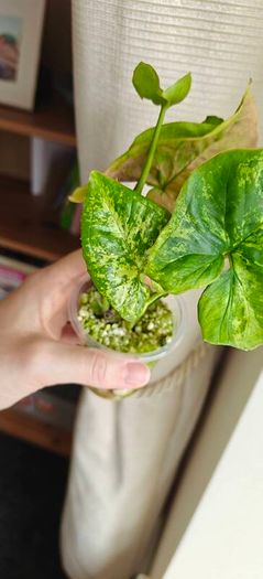 Syngonium Confetti Tricolor plant