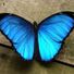 Cancamusa1972