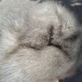 2 X Mid Century Mink Hats(Barnardos) Image 4