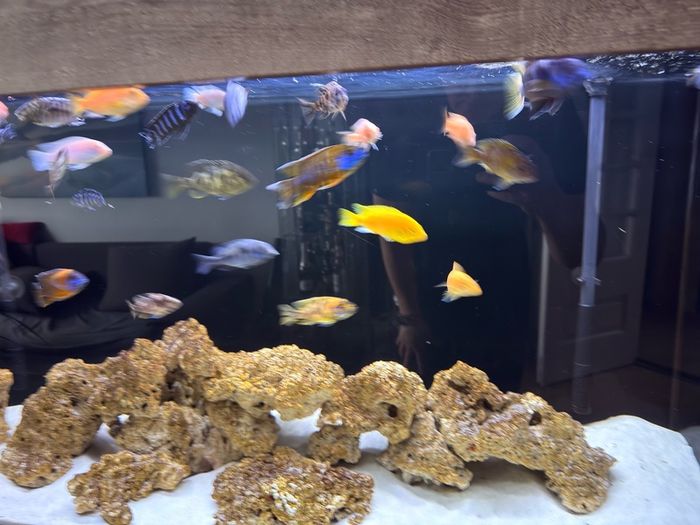 fish tank 300L malawi fish full set