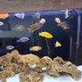 fish tank 300L malawi fish full set Image 3