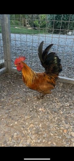 Bantam Roosters