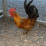 Show Bantams Image 2
