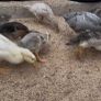 Ducks and American Brahamas chicks Image 8