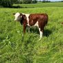 Hereford Bull Image 5