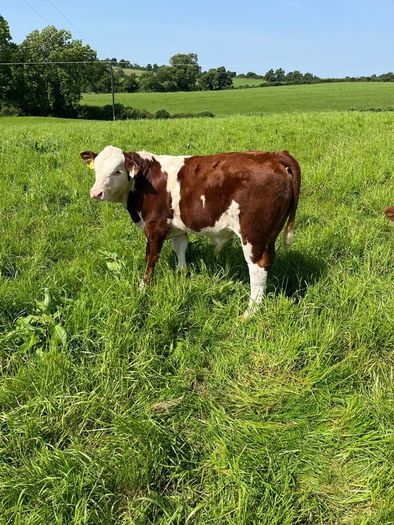 Hereford Bull