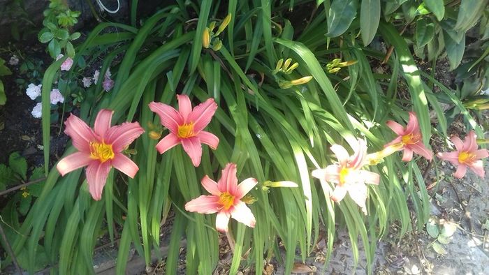 Day lily's. Daylilies, also known as hemerocallis,