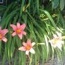 Day lily's. Daylilies, also known as hemerocallis, Image 4