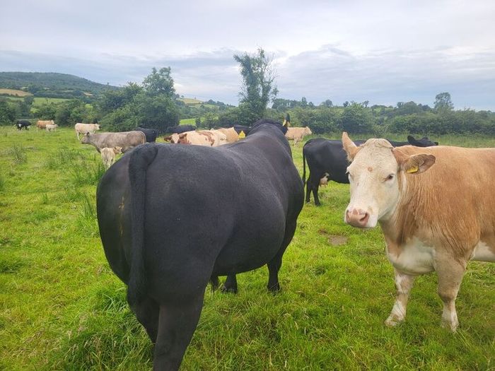 Angus Bull
