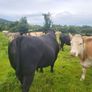 Angus Bull Image 6