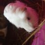 guinea pigs Image 6
