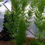 Ceratophyllum demersum - Hornwort (Oxegenator) 4szt - 15-20cm Image 3