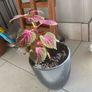 coleus plant Image 3