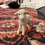 vintage sheep collectables Image 6